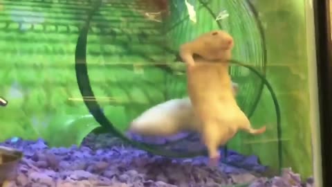 Funny animals fails 🤣🤣 : This video made your day 💕