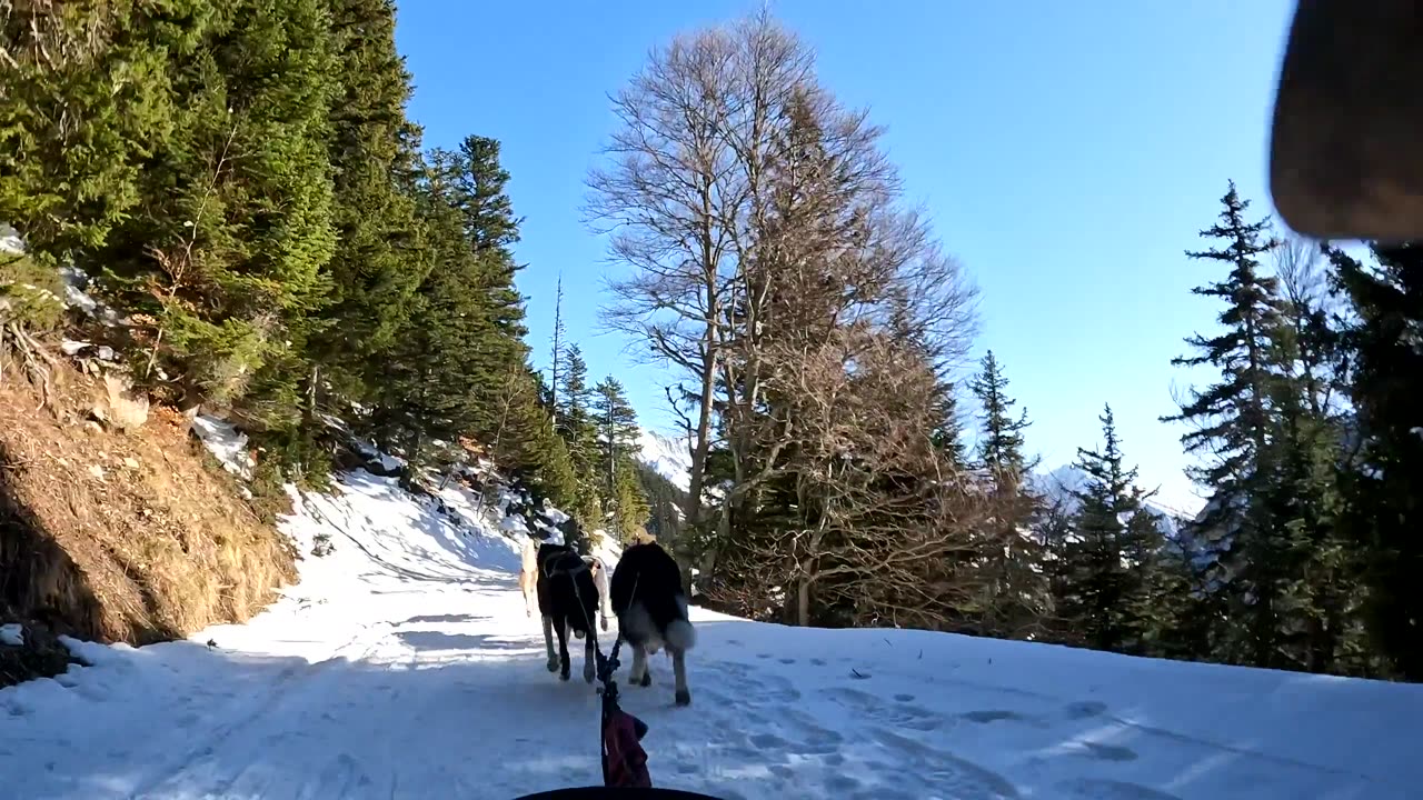 Dog Sledging in The Snow