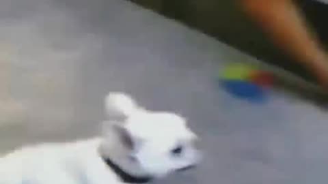 Funny animal video of the day. ( Part 2)