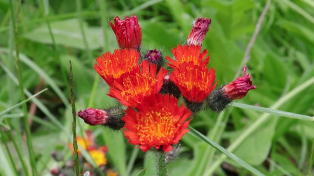 Orange Hawkweed