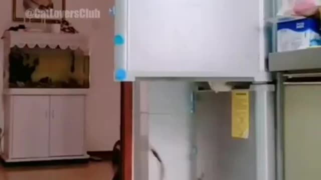 Collaboration between cats 😺