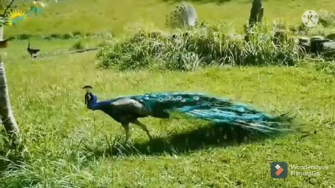 Peacock videos.. best peacock videos