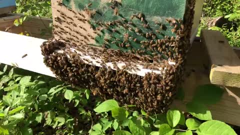 Bees bearding on the hive