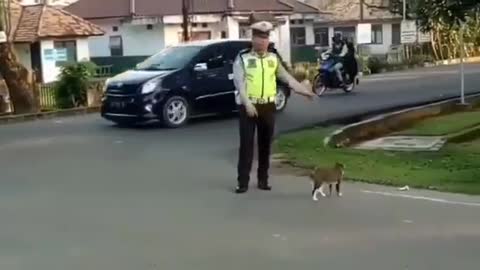 cat crossing the road