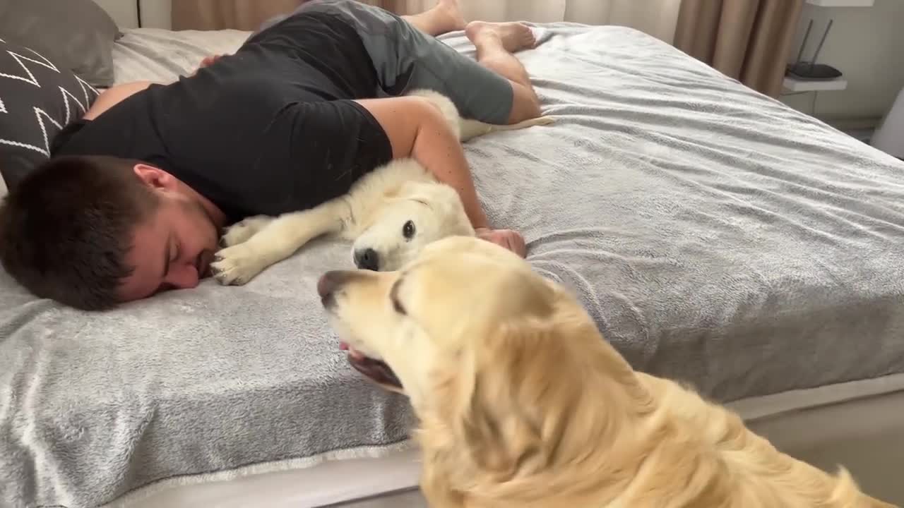 Jealous Golden Retriever Reaction to Human Dad with Another Puppy