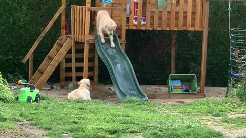 Golden Retrievers Apprehensive About Slide