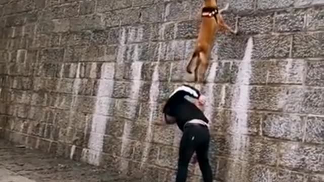 Dogs That Fly - Malinois & Alsatian Dogs Show Their Jumping Agility