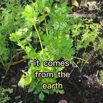 No reason for people having to pay for growing fruit & vegetables