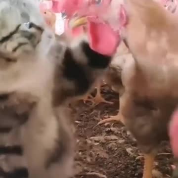 Cat and dog funny video 😂