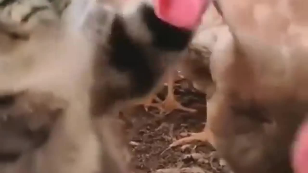 Cat and dog funny video 😂