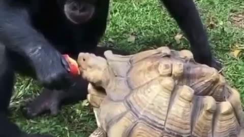 Turtles and orangutans can also become friends and share food