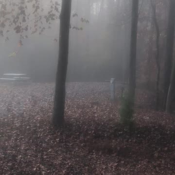 Foggy mornings