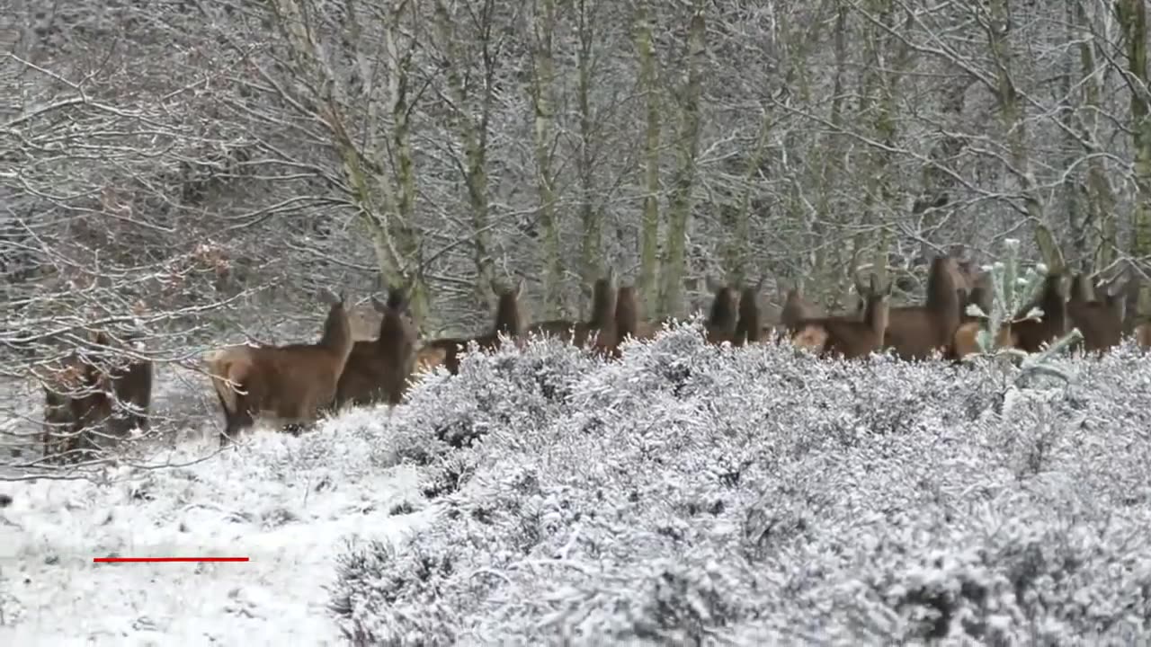 The Beautiful Wildlife # The Heaven Of earth 🌏 # Trending Video #