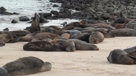 Galapagos Sea Lion