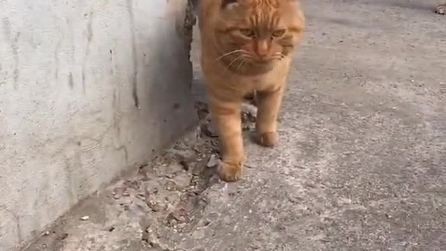 Funny Cat Cleaning Face # shorts