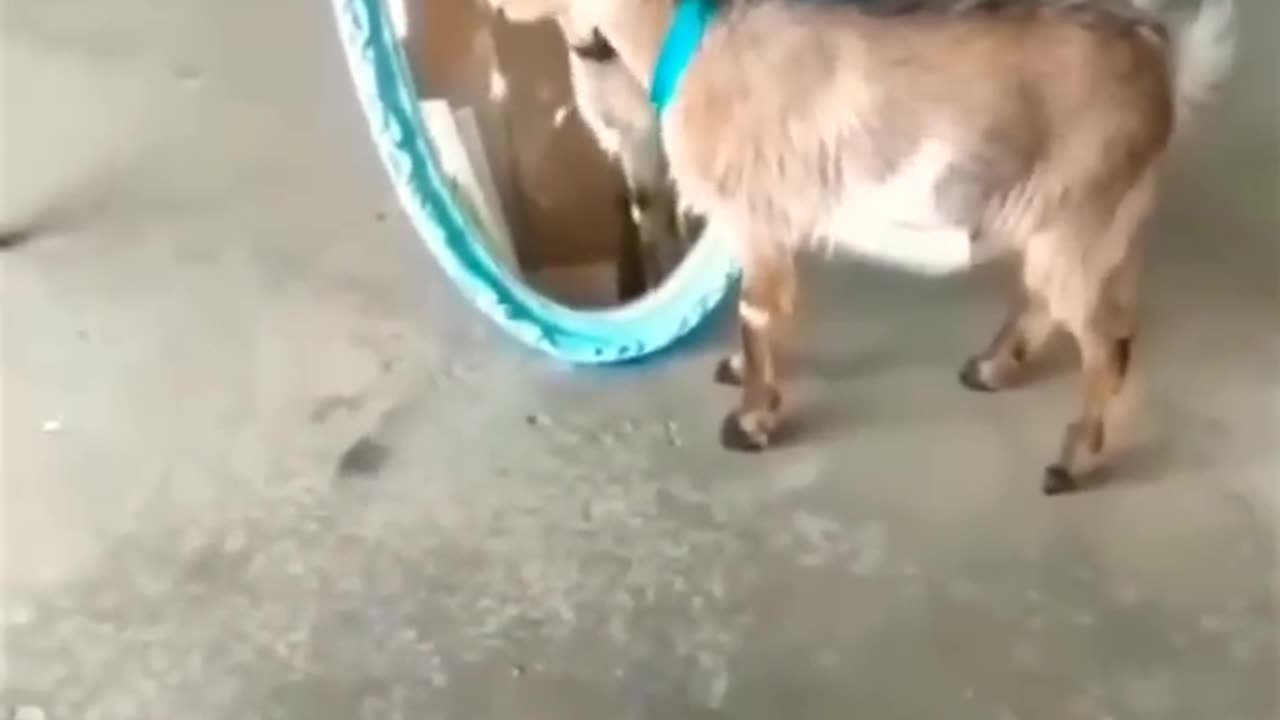 Funny Goat Posing in front of a Mirror