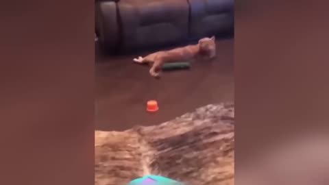 cat epic funny video 😂