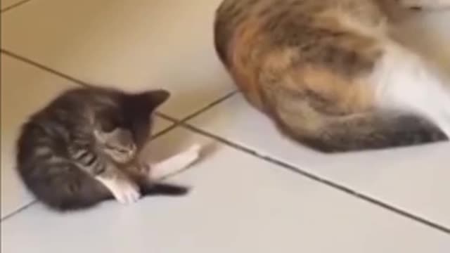 Kitten tries to copy her mom whenever she does something