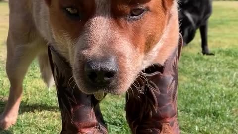 Boots for dog 🐶🐕 I got my hat I got my boots viral funny vedio