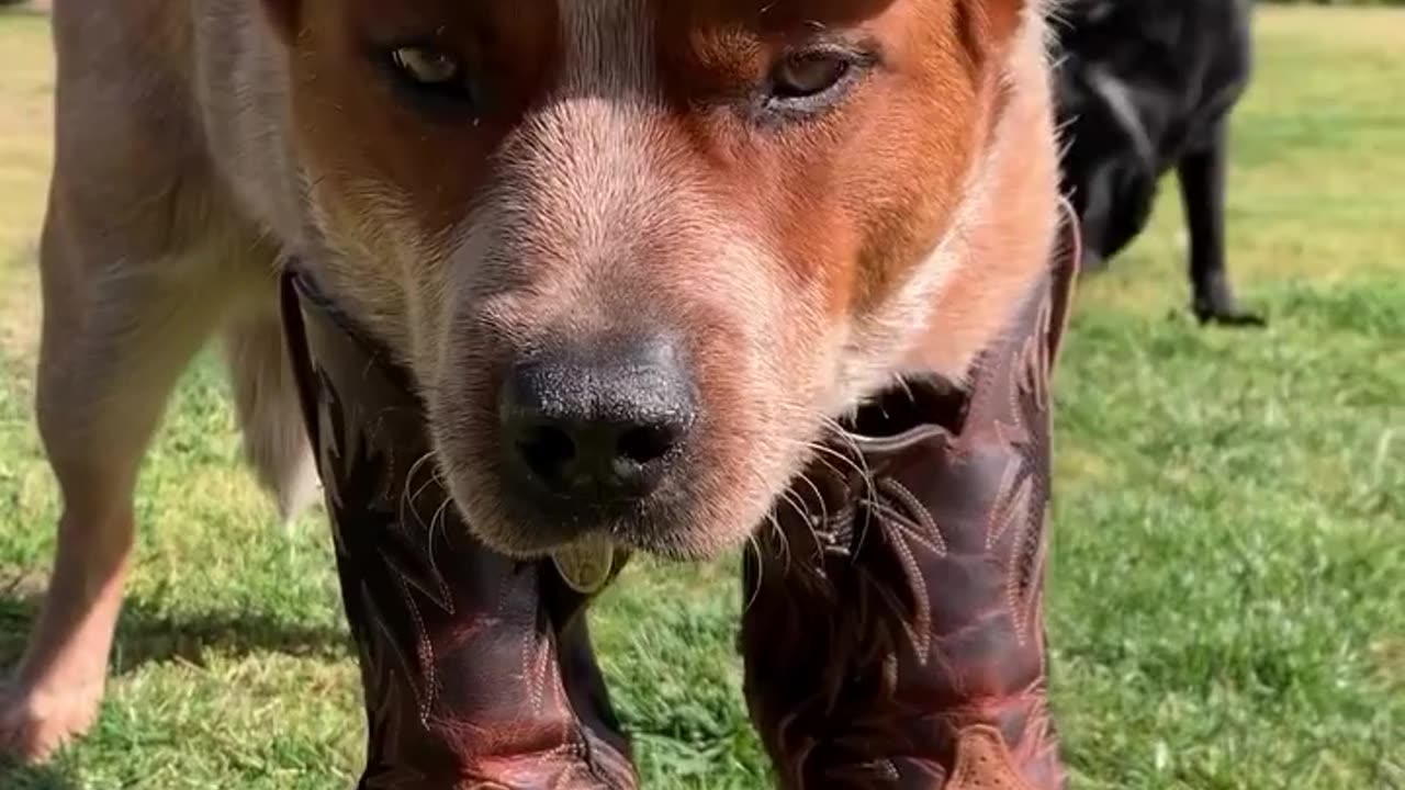 Boots for dog 🐶🐕 I got my hat I got my boots viral funny vedio