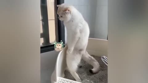 Funny animal funny cat