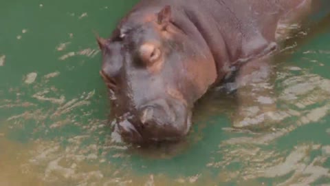 Where's your watermelon? Hippo