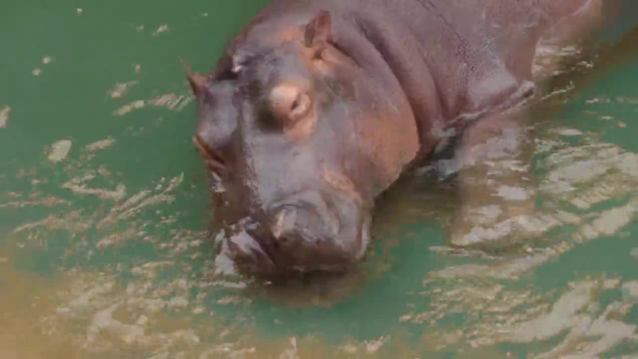 Where's your watermelon? Hippo