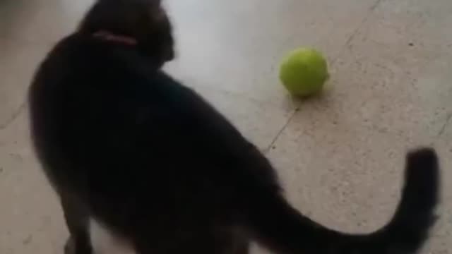 cat and dog funny video