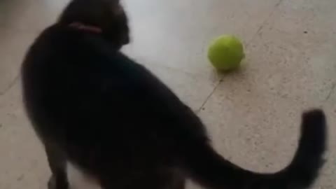 cat and dog funny video