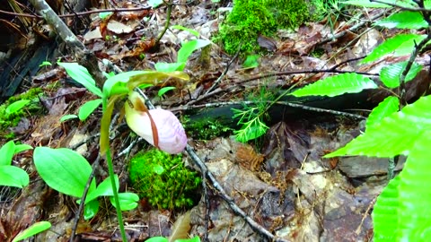 Slipper Orchid
