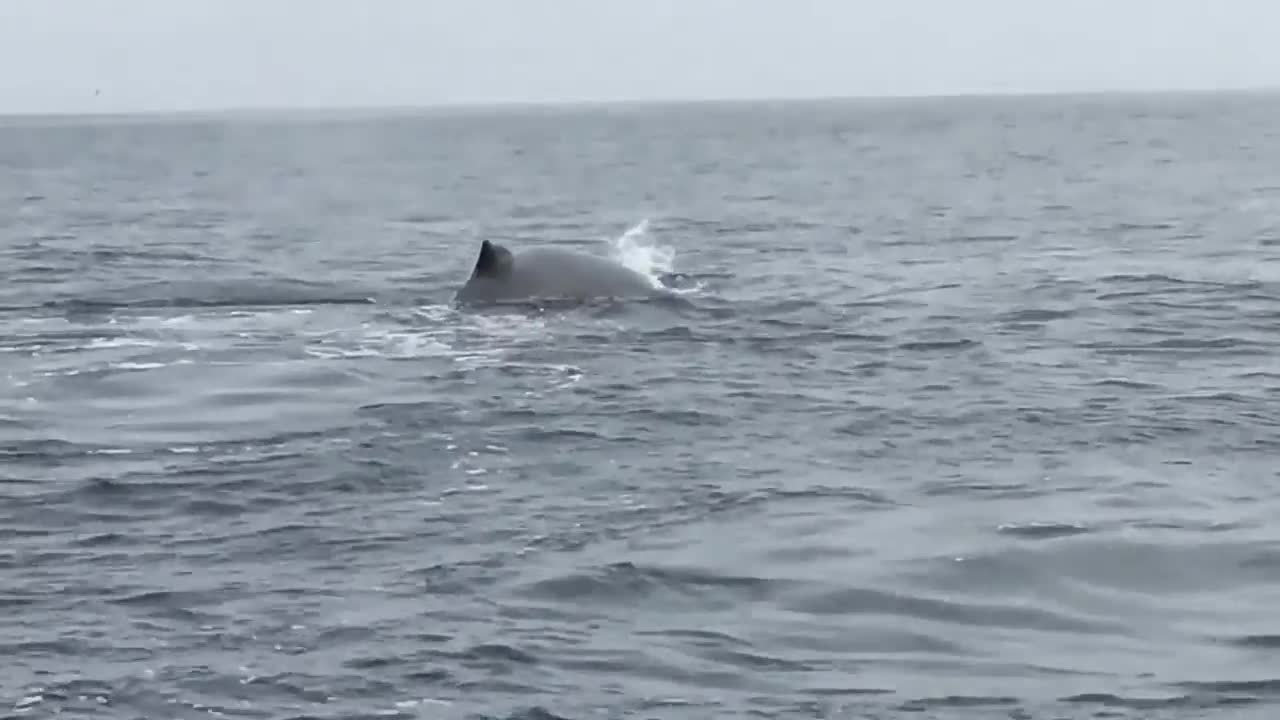 Humpback whale breaches next to a boat lucky