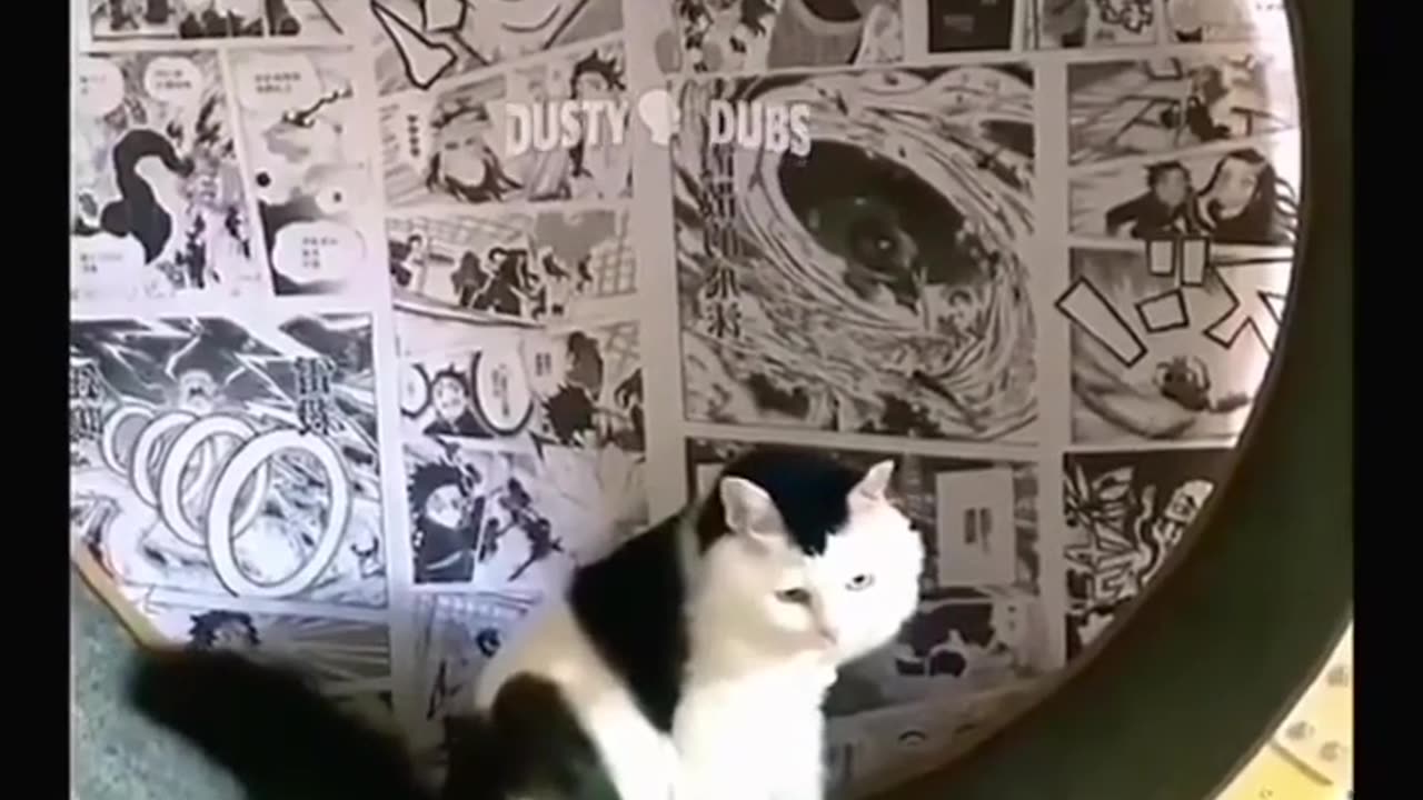 funny cat vidoes