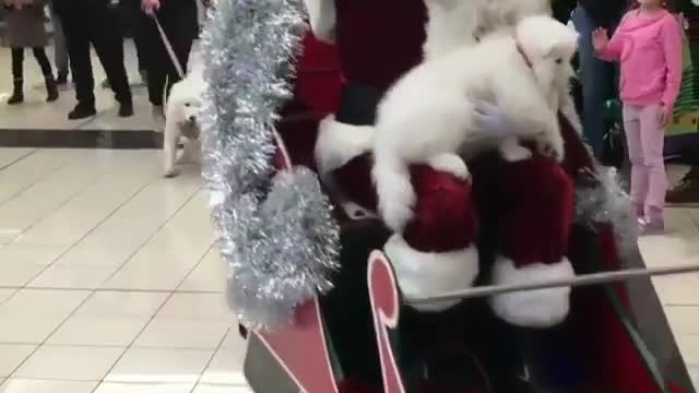 The dog pulled Santa's sleigh.