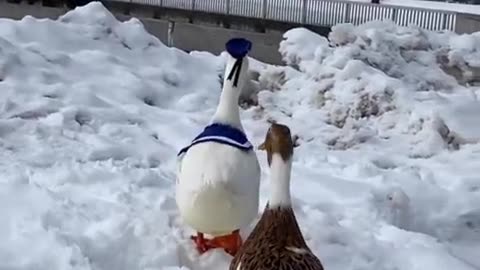 ducks