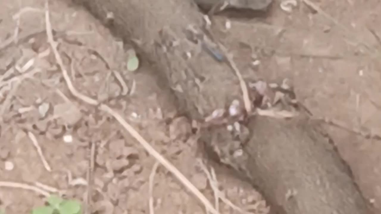 Cottonmouth pit viper in the wallipini!!!