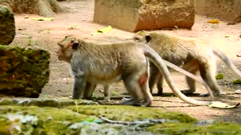 Monkey Mating on Tree