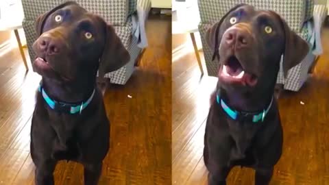 ****🤣Funny Dog Videos 2021🤣 🐶 TRY NOT TO LAUGH with Dog's Life