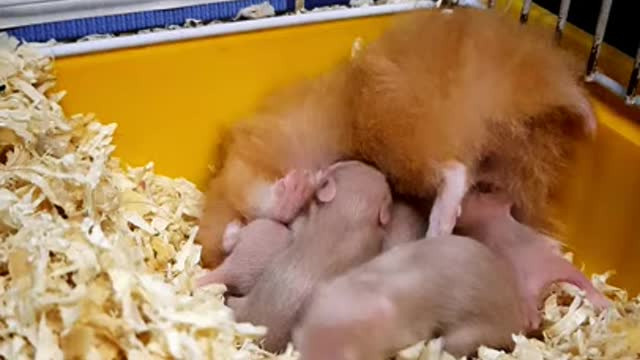 ponut hamster attacked by her milky babies/ hamster funny videos vol #2