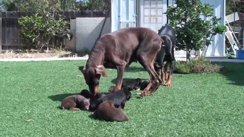 Doberman mom keeping dad away from the pups