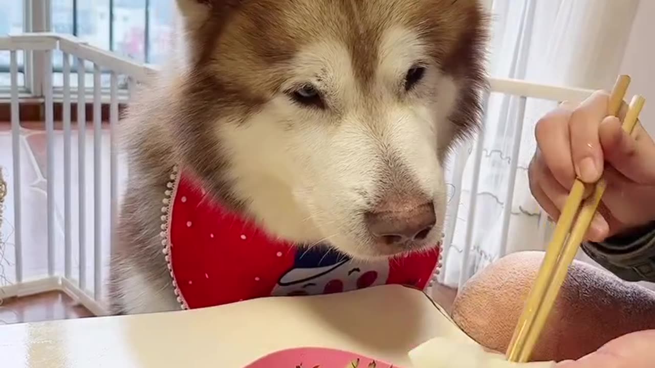 Dog Eats Chicken for the First Time - Watch His Reaction!