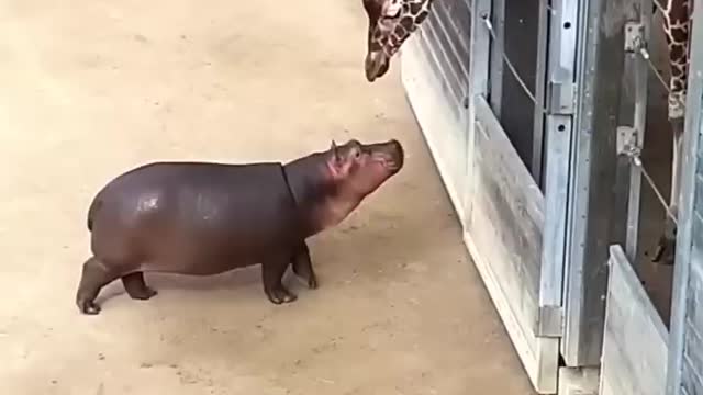 cute hippo 🥰