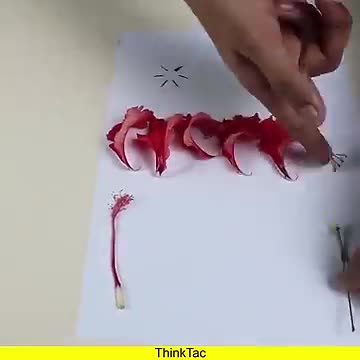 Explore Flowers | ThinkTac | #YouTubeShorts #DIY #Short #DIYscience