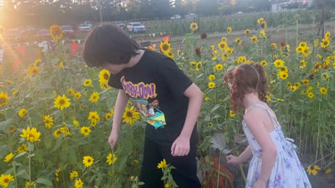#ConklinFarms #PumpkinUPick 10-5-24