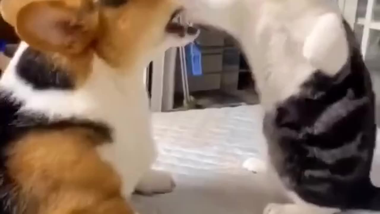 Funny Cat fight