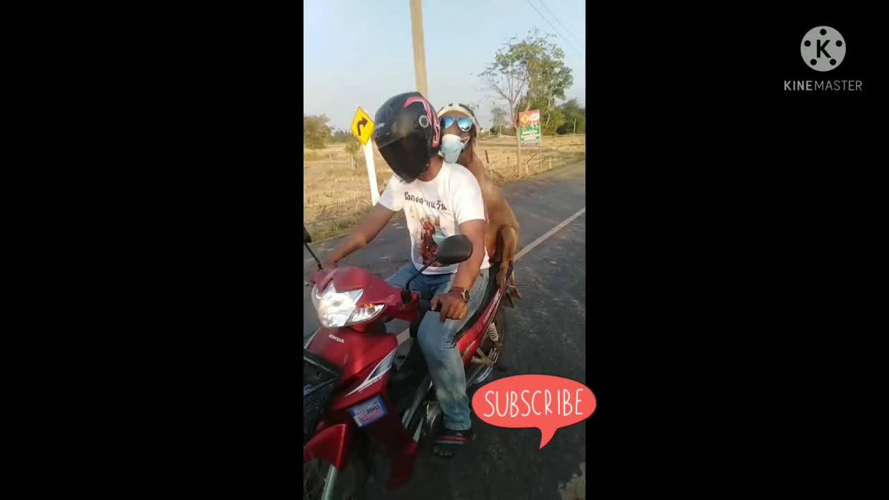 Backriding Dog on Motorcycle