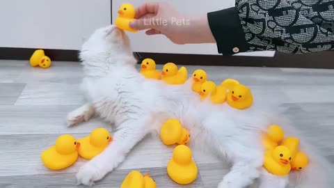 Funniest Animals 2023 😂😂 Best Cats and Dogs Videos 🐶😸