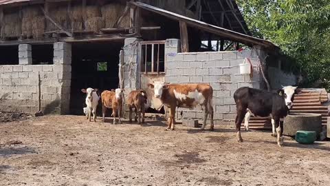 Excellent demonstration of how to cook ostrich meat