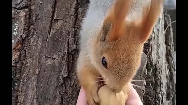 Oh, my God, I love this squirrel. I really love this squirrel