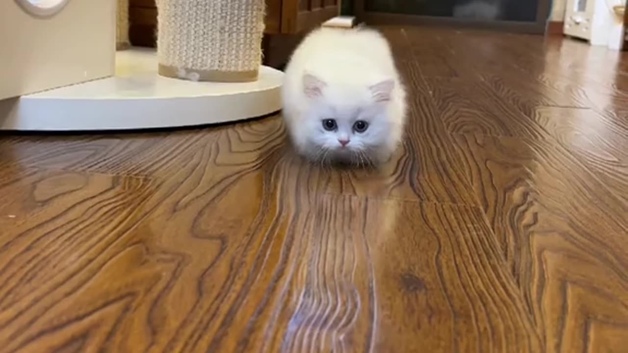 Funny Pets | Cute | Beautiful | Naughty