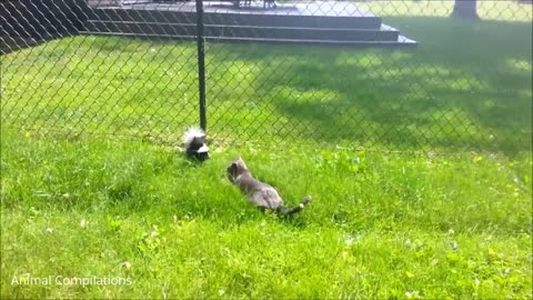 Baby Skunks Trying To Spray - Funniest Compilation